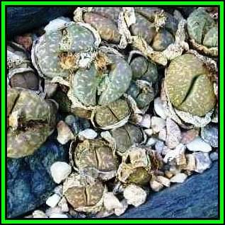 Lithops marmorata var marmorata Seeds - Stoneplants Indigenous Endemic Succulent Mesemb - NEW