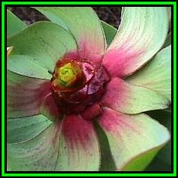 Leucadendron tinctum - 10 Seed Pack - Endemic Shrub Protea Evergreen Cut Flower Fynbos - New