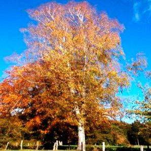 Betula pendula Tree Seeds ~ Silver Birch, European Weeping Birch, European White Birch