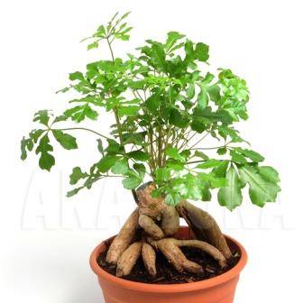 10 Cussonia spicata Bonsai Tree Seeds - Cabbage-tree - Indigenous Evergreen - Flat Ship Rate