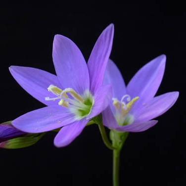 Geissorhiza inaequalis Seeds - Indigenous South African Perennial Bulb