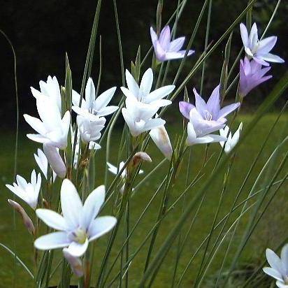 10 Gladiolus quadrangulus Seeds - South African Indigenous Bulb - Perennial Flower Seeds from Africa