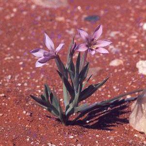 6 Lapeirousia arenicola Seeds - Indigenous South African Bulb Seeds - Worldwide Shipping