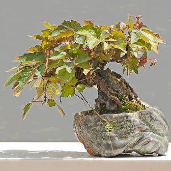 10 Parthenocissus tricuspidata var. Veitchii Bonsai Seeds - Boston Ivy + MANY FREE GIFT SEEDS