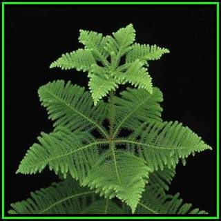 Araucaria heterophylla - Norfolk Island Pine - 5 Seed Pack - Evergreen Exotic Indoor Houseplant NEW