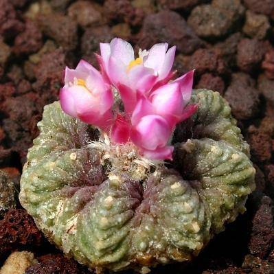 7 Aztekium ritteri Seeds - Aztec Cactus Seeds - Exotic Succulent - Flat Ship Rate