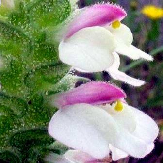 Bartsia trixago Seeds - Indigenous South African Annual Parasitic Plant Seeds from Africa