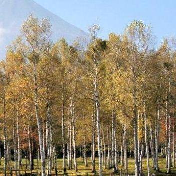 20 Japanese White Birch - Betula platyphylla japonica Tree Seeds, Exotic Frost Hardy, FLAT SHIP RATE