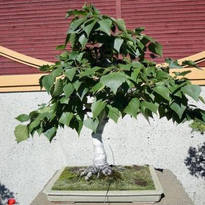 10 Japanese White Birch Bonsai, Betula platyphylla japonica Seeds, Exotic Frost Hardy FLAT SHIP RATE