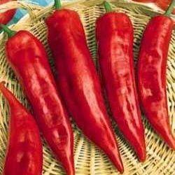 5 Long Horn Chilli Pepper Seeds - Capsicum annuum - Vegetable - Chile - Chili