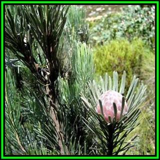 Leucadendron album Seeds - Endemic Shrub Protea Evergreen Cut Flower Fynbos - New