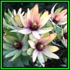 Leucadendron sessile Seeds - Endemic Shrub Protea Cut Flower Evergreen Fynbos - New