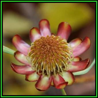 Protea acuminata - 10 Seed Pack -Blackrim Sugarbush, Indigenous Endemic Cut Flower Fynbos Shrub, New