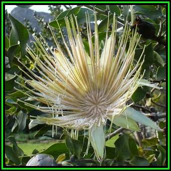 Protea aurea - 10 Seed Pack - Shuttlecock Sugarbush - Indigenous Endemic Cut Flower Fynbos Shrub New