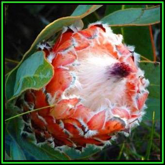 Protea magnifica - 5 Seed Pack - Indigenous Endemic Cut Flower Fynbos Shrub, New