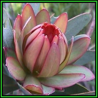 Protea nitida Seeds - Indigenous Endemic Cut Flower Fynbos Shrub Tree, New