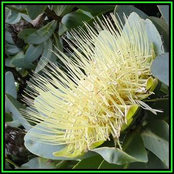 Protea nitida - 6 Seed Pack - Indigenous Endemic Cut Flower Fynbos Shrub Tree, New