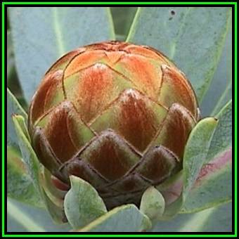 Protea nitida - 10 Seed Pack - Indigenous Endemic Cut Flower Fynbos Shrub Tree, New