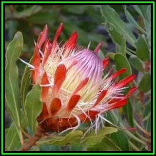 Protea susannae - 10 Seed Pack - Indigenous Endemic Cut Flower Fynbos Shrub, New