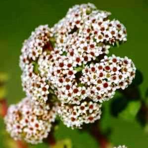 Crassula setulosa Seeds - Indigenous South African Creeping Succulent - Global Shipping