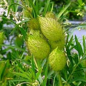 10 Gomphocarpus fruticosus Seeds - Milkweed, Wild Cotton - Indigenous South African Shrub Seeds