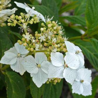 10+ Hydrangea serratifolia Seeds - Hardy Climber Vine from Chile + Get FREE Seeds with ALL Orders!