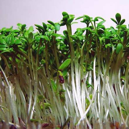 100 Garden Cress Seeds - Lepidium sativum Seeds - Medicinal and Culinary Herbs