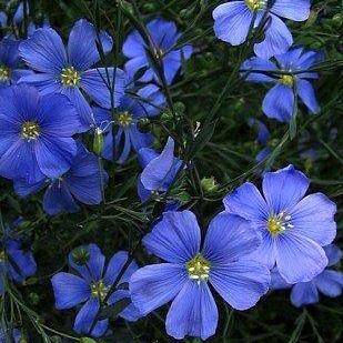 Linum perenne Seeds - Blue Flax Seeds + Get FREE seeds! - Sow All Year - Perennial Seeds