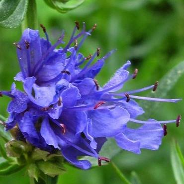 Hyssop Seeds - Hyssopus officinalis - Culinary Medicinal Herbs - Perennial Edible