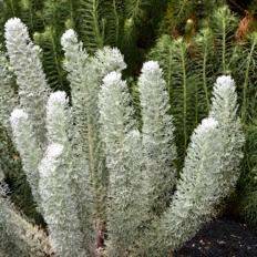 Athanasia pinnata Seeds - Indigenous Evergreen Fynbos Shrub