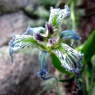 10 Ferraria ferrariola Seeds - Indigenous South African Perennial Bulb - Flat Insured Ship Rate