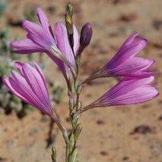 5 Ixia latifolia Seeds - Indigenous South African Endemic Perennial Bulb Seed from Africa