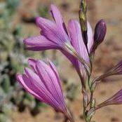 5 Ixia latifolia Seeds - Indigenous South African Endemic Perennial Bulb Seed from Africa
