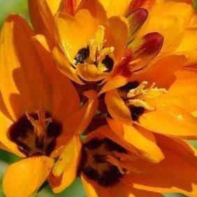 10 Ixia maculata Seeds - Indigenous South African Bulb Seeds For Sale + FREE SEEDS