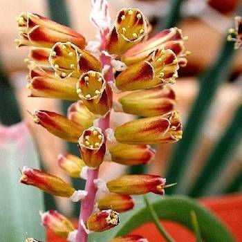 5 Lachenalia isopetala Seeds - Indigenous South African Native Perennial Bulbous Plant Seeds