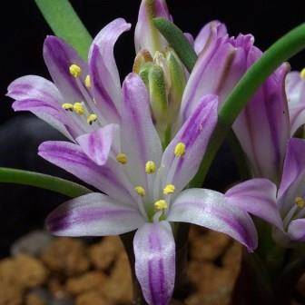Polyxena corymbosa Seeds - Indigenous South African Bulb Seeds - Worldwide Delivery