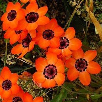 Sparaxis elegans Seeds - Indigenous South African Bulb Seeds To Buy In South Africa
