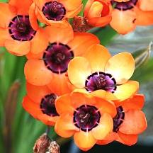Sparaxis elegans Seeds - Indigenous South African Bulb Seeds To Buy In South Africa