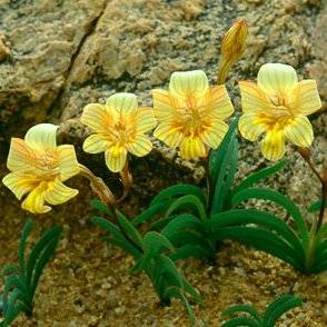 Tritonia florentiae Seeds - Perennial Bulb - Indigenous South African Native Seeds from Africa