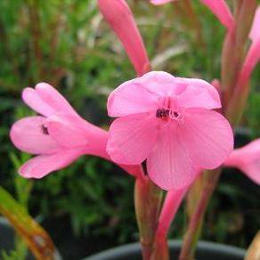Watsonia knysnana Seeds - Indigenous South African Bulb Seeds From Africa - Worldwide Delivery