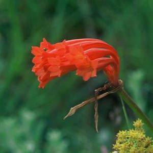 10 Cyrtanthus epiphyticus Seeds - Indigenous South African Indigenous Perennial Bulb