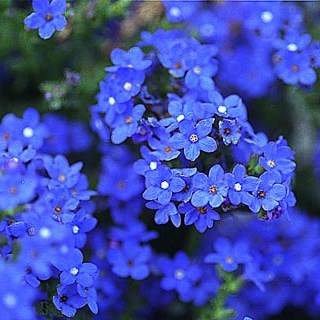 Anchusa capensis Seeds - South African Indigenous Perennial - Insured Flat Ship Rate