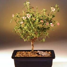5 Anisodontea scabrosa Seeds - Evergreen South African Indigenous Bonsai - Flat Ship Rate