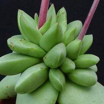 5 Crassula nudicaulis Seeds + Get FREE Seeds with ALL Orders - Indigenous South African Succulent