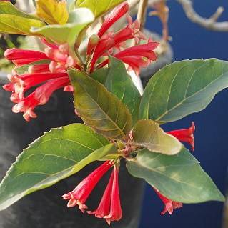 5 Tree Jockey Seeds - Dermatobotrys saundersii - Indigenous Epiphytic Shrub