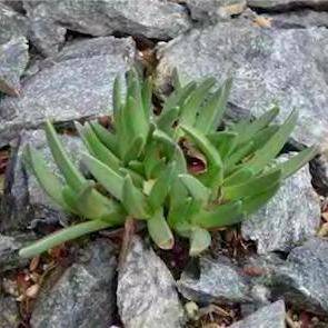 Khadia alticola Seeds (Additive to alcoholic fermentations) ~ Ethnobotanical - Indigenous Succulent