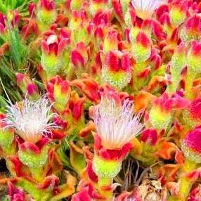 5 Mesembryanthemum crystallinum Seeds - Indigenous South African Succuelnt Seeds for Sale in RSA