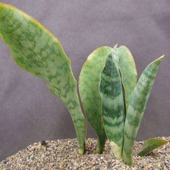 Sansevieria hyacinthoides Seeds - Wildedatel or Wildewortel - South African Indigenous Succulents