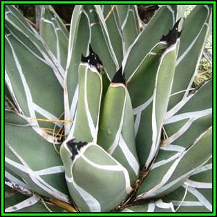 Agave ferdinandi-regis - 50 Seed Pack - Exotic Succulent - Worldwide Shipping, NEW