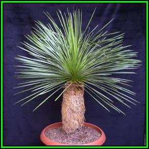 Dasylirion longissimum - Mexican Grass Tree Seeds - Exotic Succulent from Mexico - New